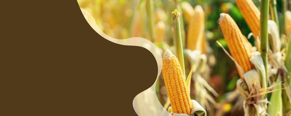 Seguro Agrícola-Safra de Milho